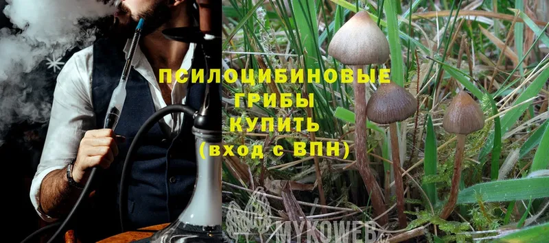 цена   Соликамск  Псилоцибиновые грибы MAGIC MUSHROOMS 